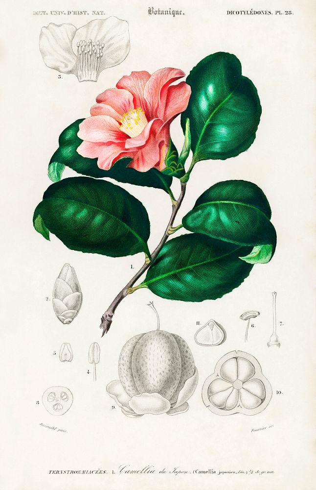 Camellia japonica (Cam&eacute;lia du Japon) illustrated by Charles Dessalines D' Orbigny (1806-1876). Digitally enhanced…