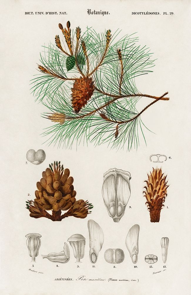 Martime pine (Pinus maritima) illustrated by Charles Dessalines D' Orbigny (1806-1876). Digitally enhanced from our own 1892…