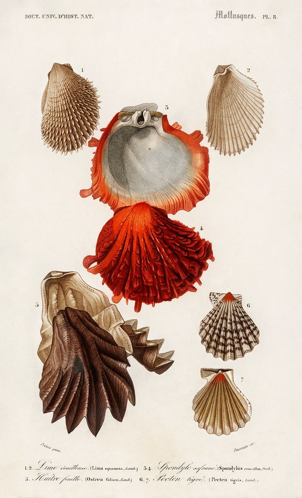 Different types of mollusks illustrated by Charles Dessalines D' Orbigny (1806-1876). Digitally enhanced from our own 1892…