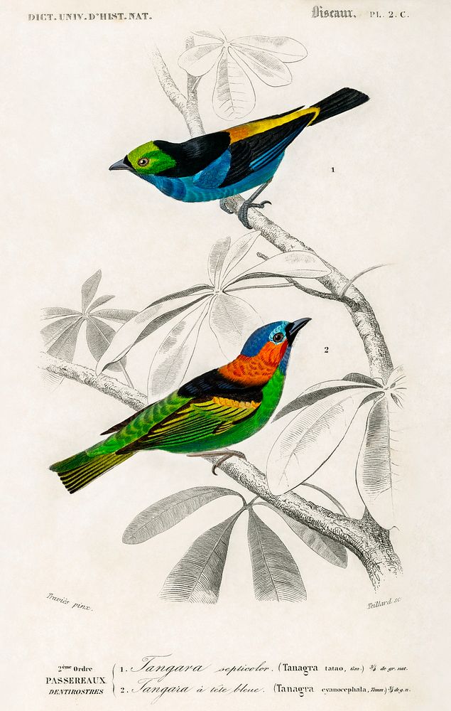 Different types of birds illustrated by Charles Dessalines D' Orbigny (1806-1876) Digitally enhanced from our own 1892…