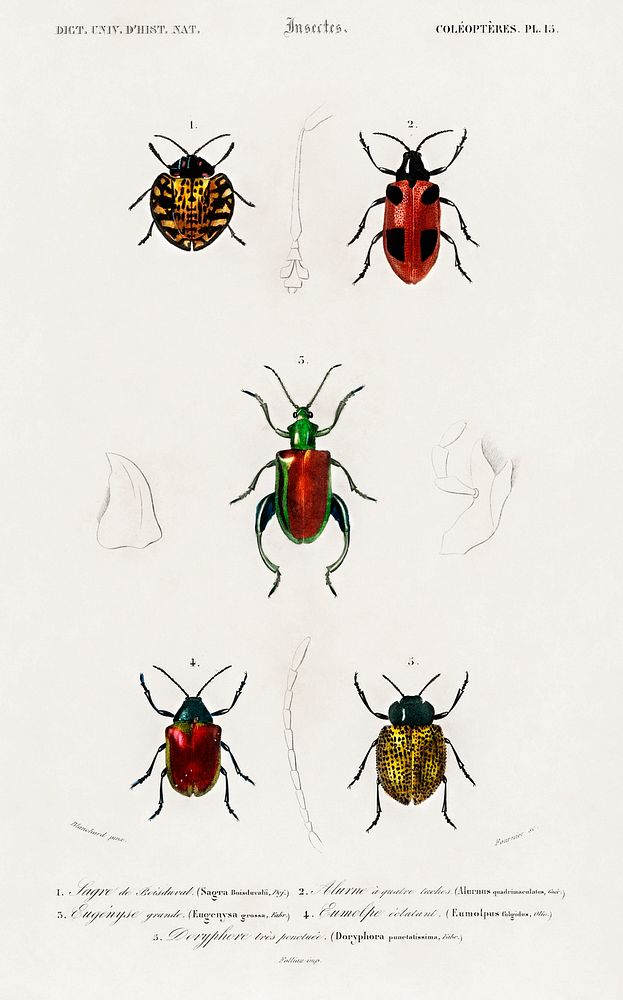 Different types of beetles illustrated by Charles Dessalines D' Orbigny (1806-1876). Digitally enhanced from our own 1892…