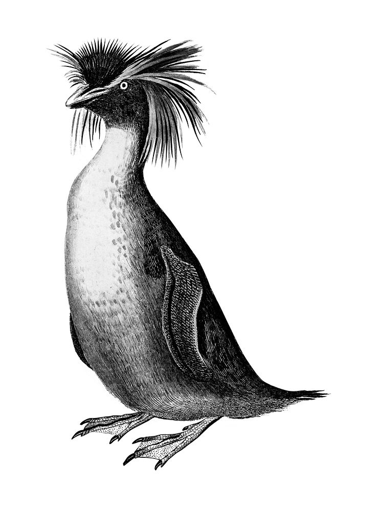 Vintage illustrations of Rockhopper penguin