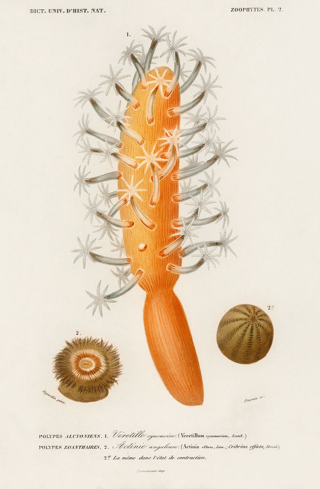 Veretillum cynomorium, sea carrot, Actinia effoeta, sea anemone illustrated by Charles Dessalines D' Orbigny (1806-1876).…