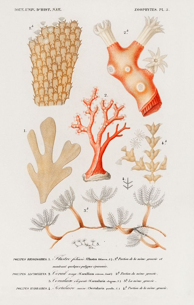 Different types of corals illustrated by Charles Dessalines D' Orbigny (1806-1876). Digitally enhanced from our own 1892…