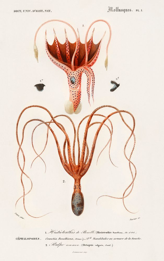 Squid(Histioteuthis bonnellii) and Octopus (Octopus vulgaris)illustrated by Charles Dessalines D' Orbigny (1806-1876).…