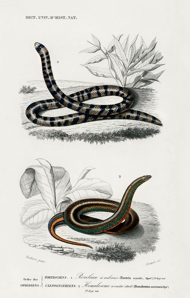 Anilius (Tortrix Scytale) and Slug Eater (Homalosoma arctiventris) illustrated by Charles Dessalines D' Orbigny (1806-1876).…