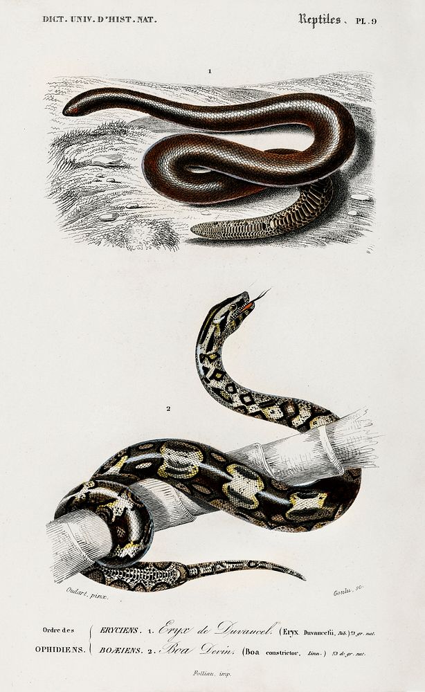 Eryx and the Red-tailed boa illustrated by Charles Dessalines D' Orbigny (1806-1876). Digitally enhanced from our own 1892…