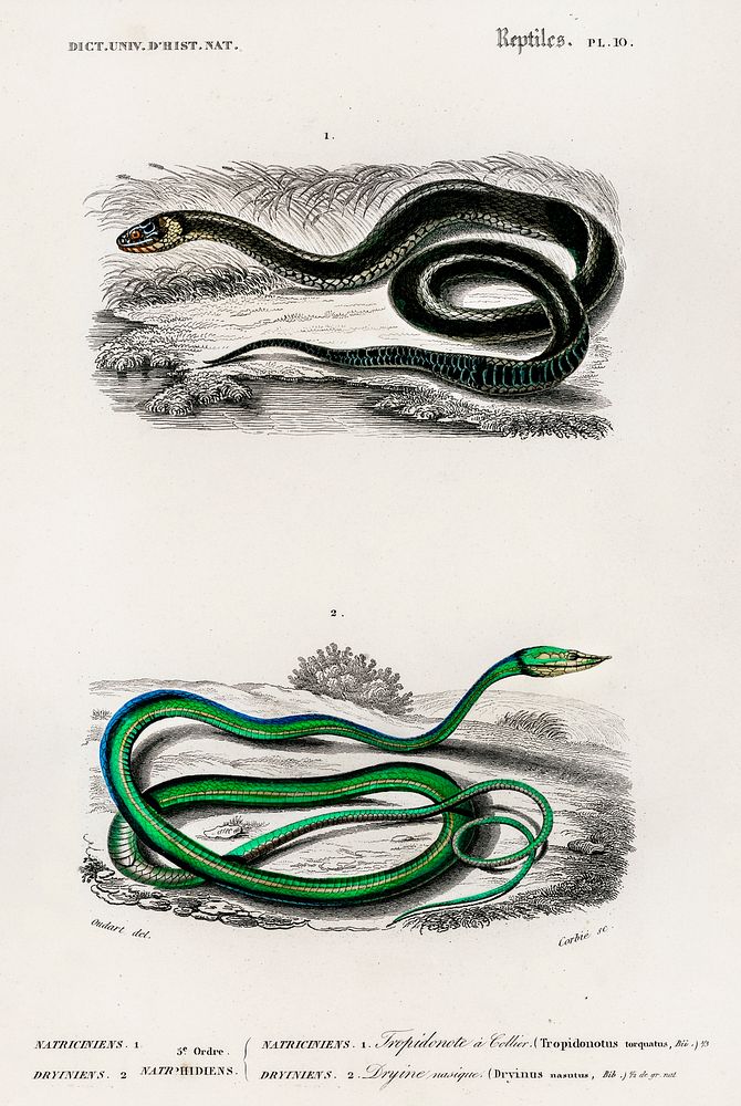 Grass Snake and the green vine snake illustrated by Charles Dessalines D' Orbigny (1806-1876). Digitally enhanced from our…