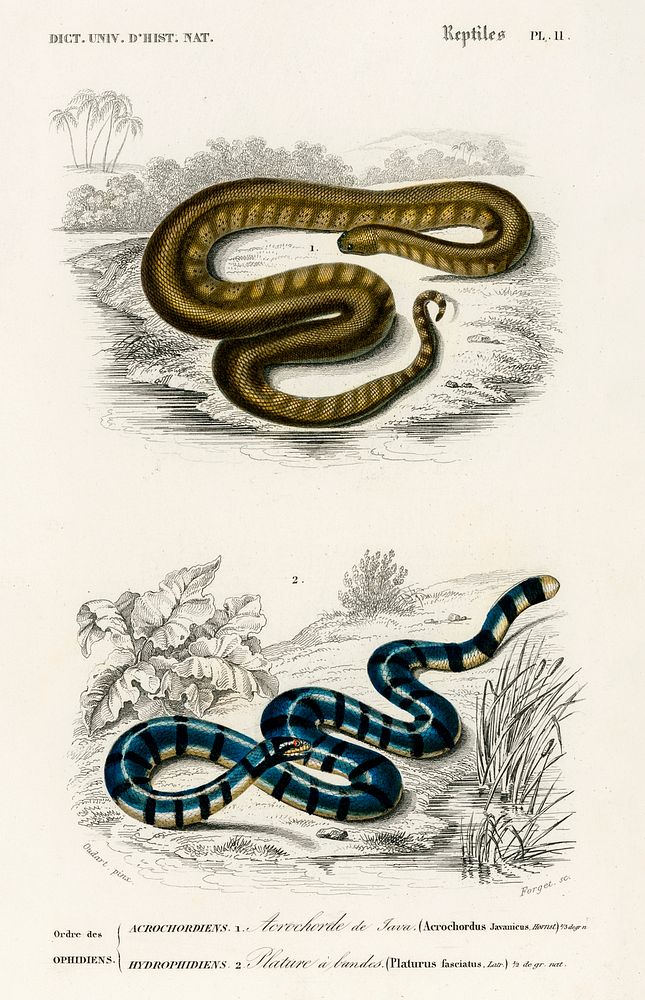 Elephant trunk snake (Acrochordus Javanicus) and Columbrine Sea Krait (Platurus Fasciatus) illustrated by Charles Dessalines…
