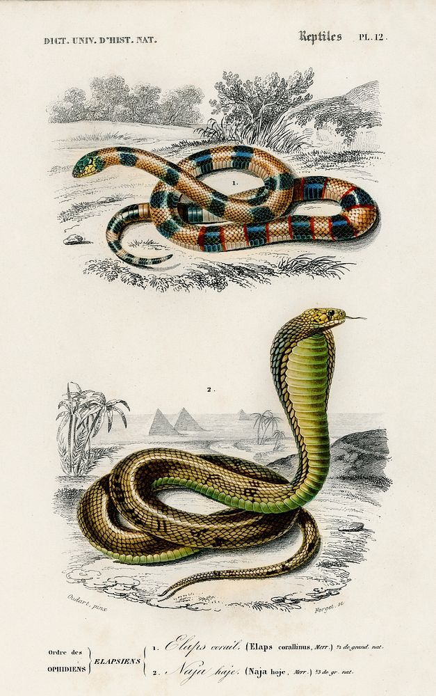 Coral Snake (Elaps Corallinus) and Egyptian Cobra (Naja Hoje) illustrated by Charles Dessalines D' Orbigny (1806-1876).…