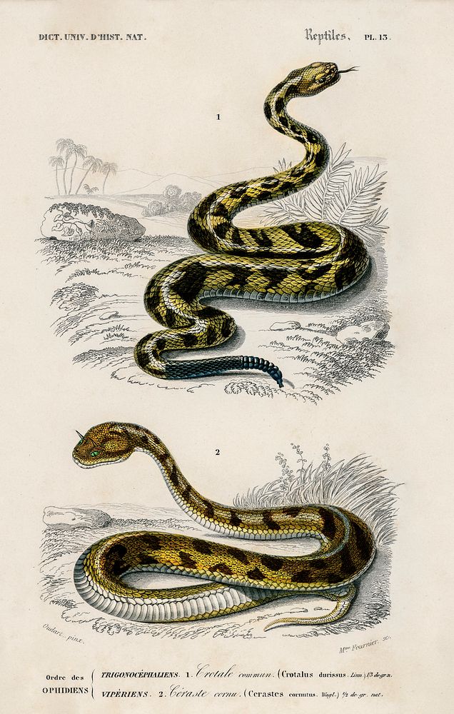 Rattlesnake (Crotale) and Saharan horned Viper (Cerastes) illustrated by Charles Dessalines D' Orbigny (1806-1876).…