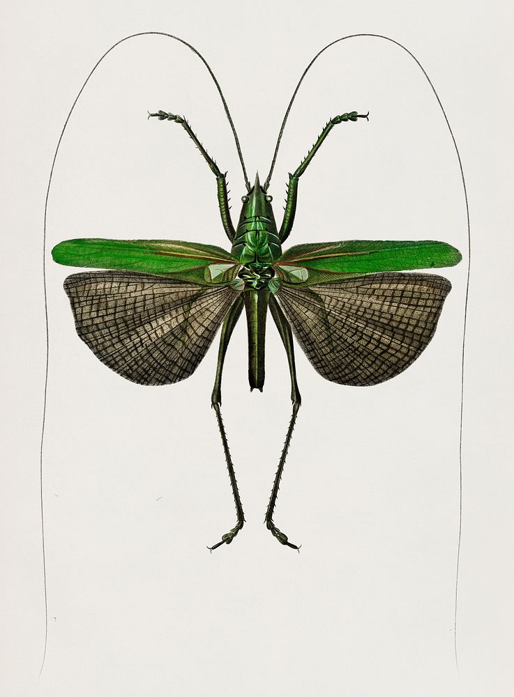Grasshopper of six points (Locusta sexpunctata) illustrated by Charles Dessalines D' Orbigny (1806-1876). Digitally enhanced…