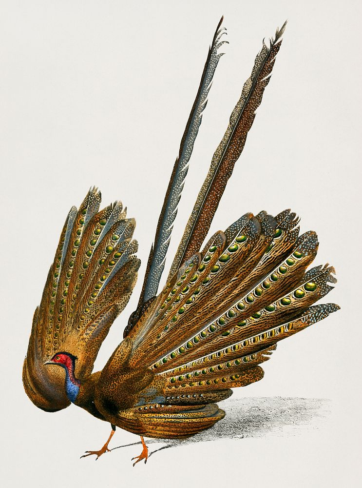 Great argus (Phasianus argus) illustrated by Charles Dessalines D' Orbigny (1806-1876). Digitally enhanced from our own 1892…