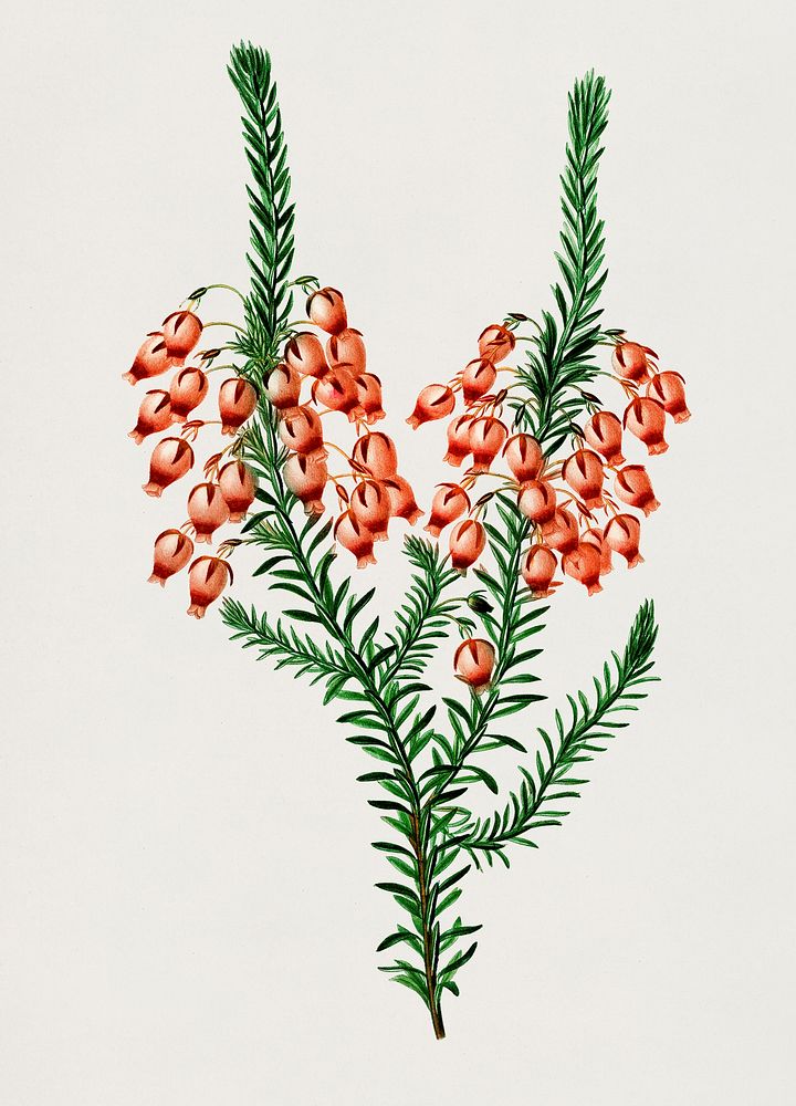 Erica ardens illustrated by Charles Dessalines D' Orbigny (1806-1876). Digitally enhanced from our own 1892 edition of…