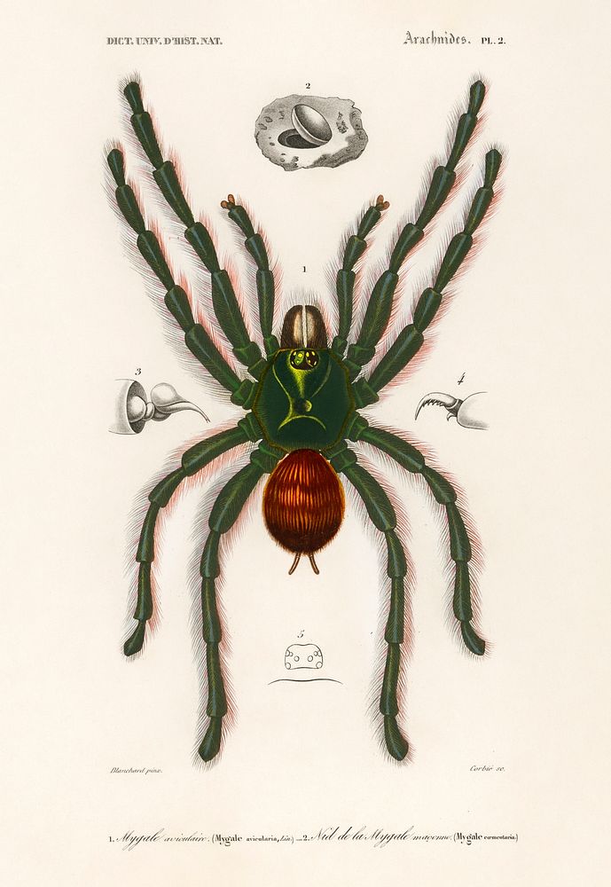Pinktoe tarantula (Mygalomorphae) illustrated by Charles Dessalines D' Orbigny (1806-1876). Digitally enhanced from our own…