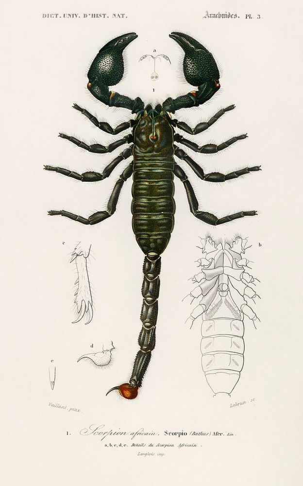 The Emperor Scorpion (Buthus Afer) illustrated by Charles Dessalines D' Orbigny (1806-1876). Digitally enhanced from our own…