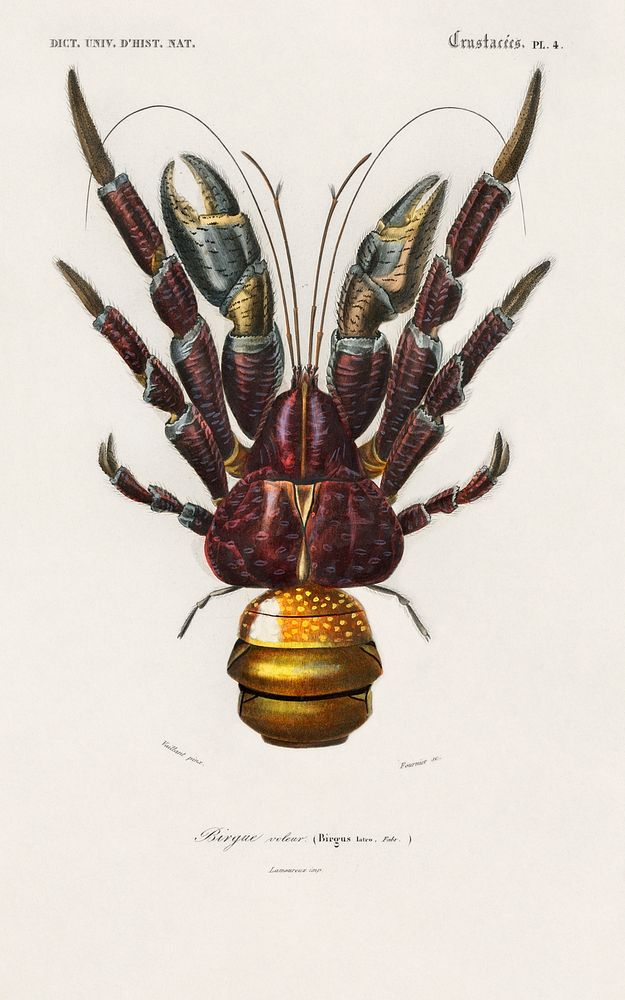 Coconut Crab (Birgus latroi) illustrated by Charles Dessalines D' Orbigny (1806-1876). Digitally enhanced from our own 1892…