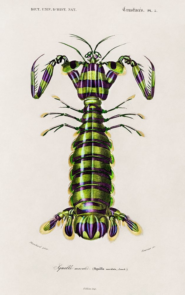 Giant mantis shrimp (Squilla Maculata) illustrated by Charles Dessalines D' Orbigny (1806-1876). Digitally enhanced from our…