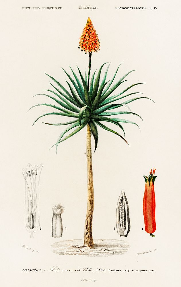Candelabra aloe (aloe fruticosa) illustrated by Charles Dessalines D' Orbigny (1806-1876). Digitally enhanced from our own…
