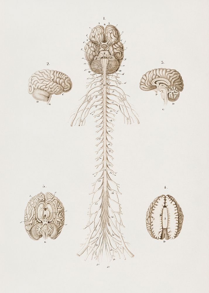Human&rsquo;s Brain illustrated by Charles Dessalines D' Orbigny (1806-1876). Digitally enhanced from our own 1892 edition…