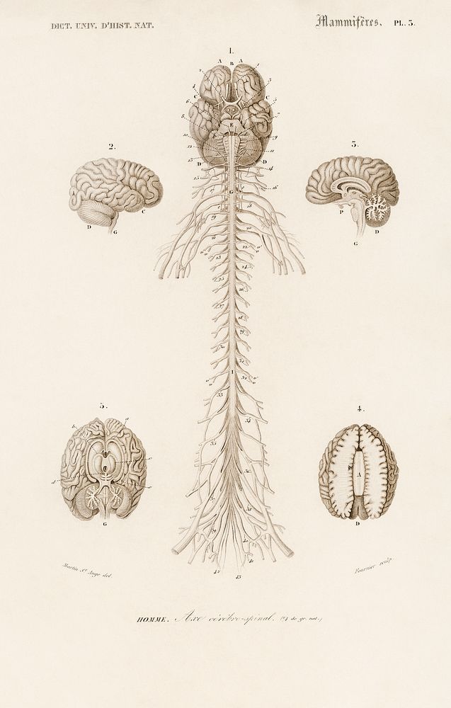 Human&rsquo;s Brain illustrated by Charles Dessalines D' Orbigny (1806-1876). Digitally enhanced from our own 1892 edition of…