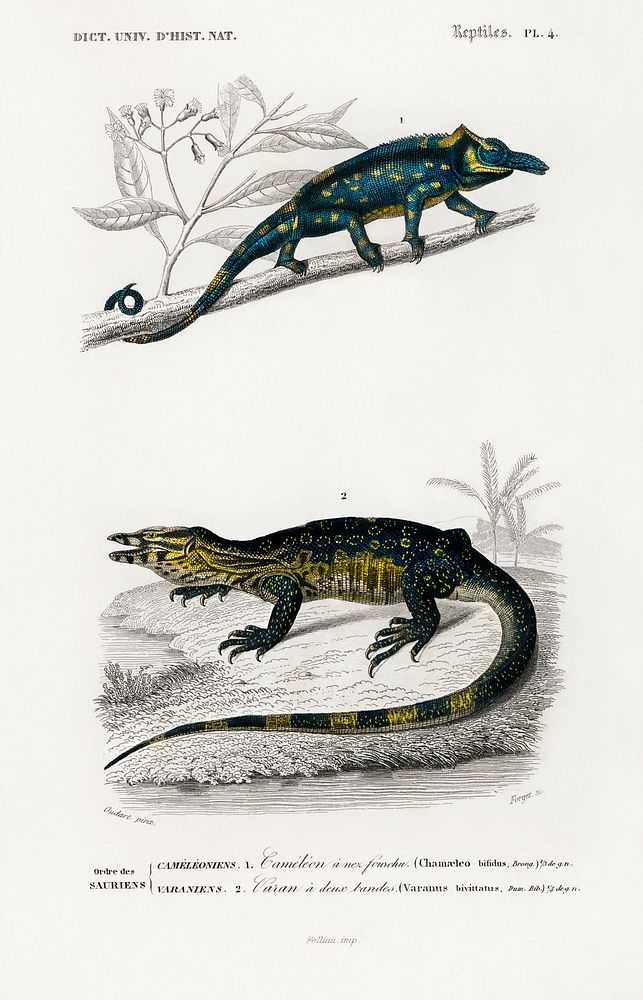 Two-horned chameleon (Furcifer bifidus) illustrated by Charles Dessalines D' Orbigny (1806-1876). Digitally enhanced from…
