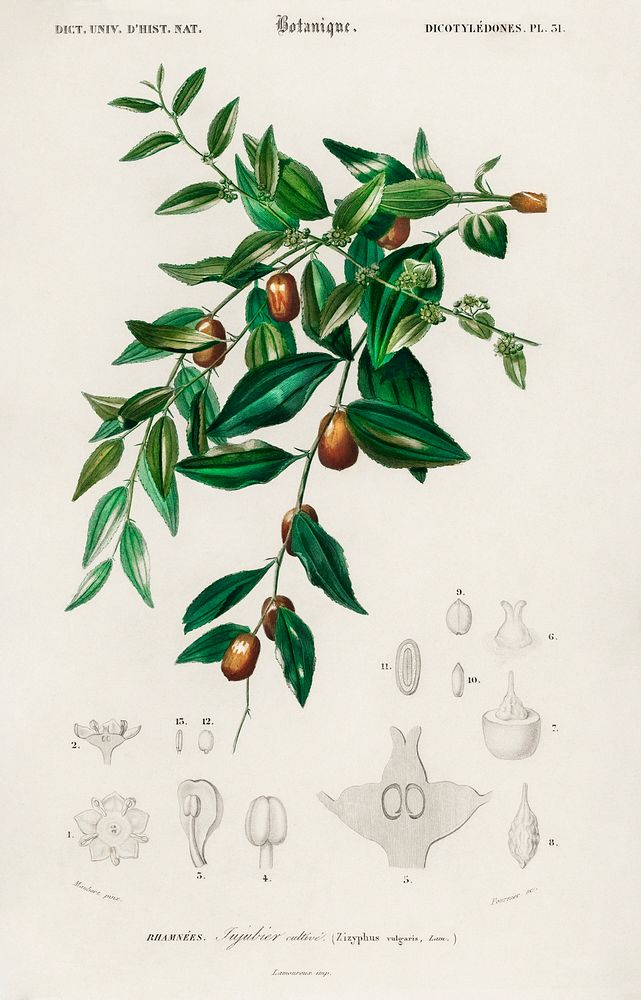 Jujube red date (Ziziphus vulgaris) illustrated by Charles Dessalines D' Orbigny (1806-1876). Digitally enhanced from our…