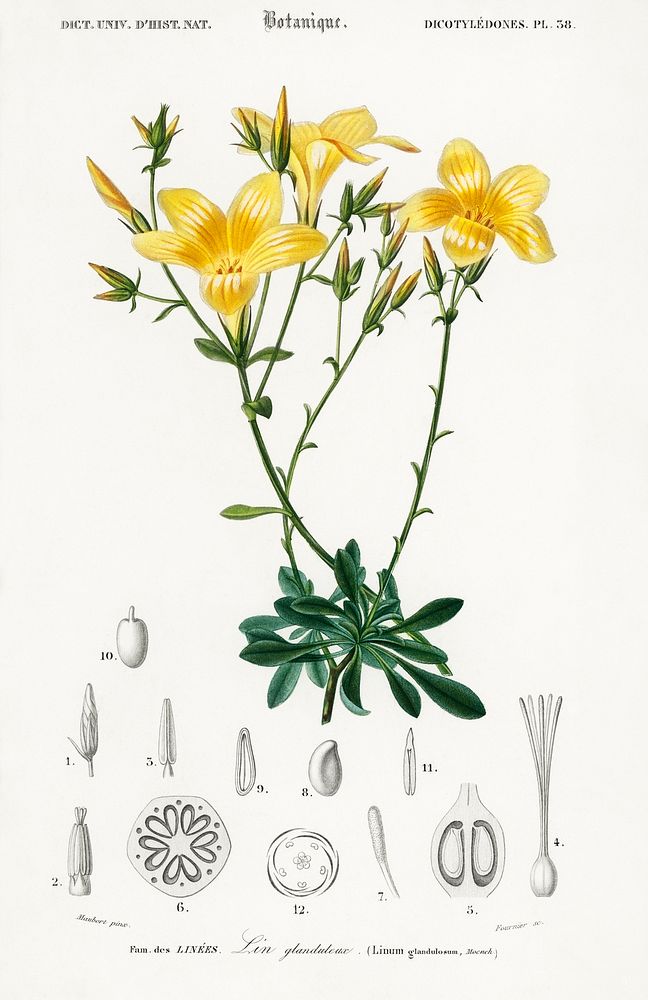Yellow flax (Linum glandulosum) illustrated by Charles Dessalines D' Orbigny (1806-1876). Digitally enhanced from our own…