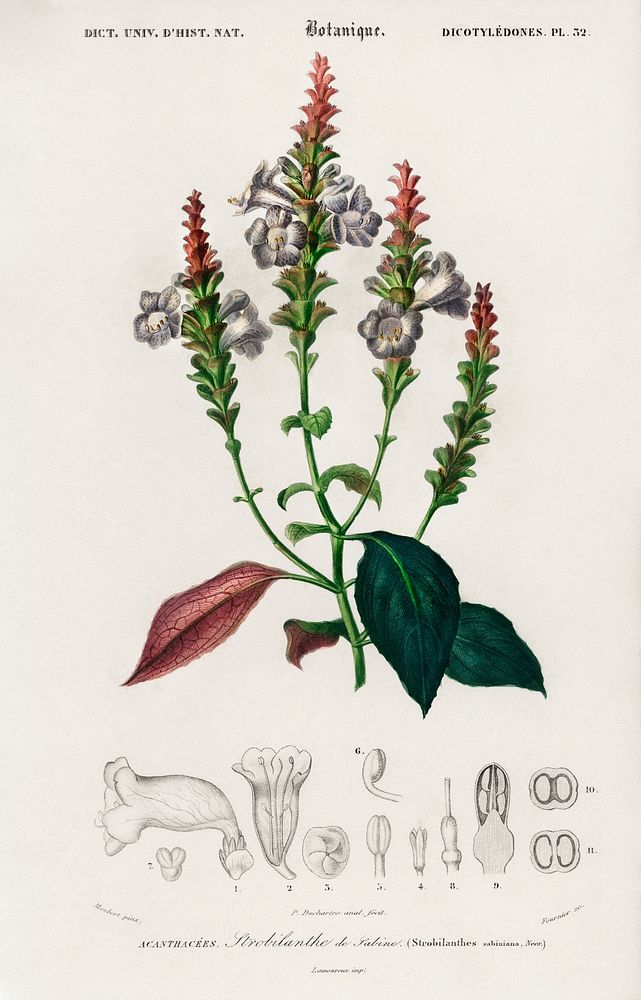Strobilanthes sabiniana illustrated by Charles Dessalines D' Orbigny (1806-1876). Digitally enhanced from our own 1892…