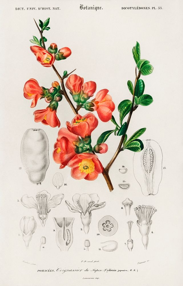Maule's quince (Cydonia japonica) illustrated by Charles Dessalines D' Orbigny (1806-1876). Digitally enhanced from our own…