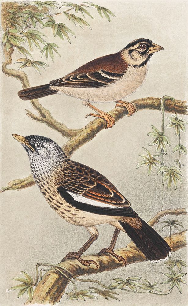 Twee vogels op takken (1878&ndash;1917) print in high resolution by Theo van Hoytema. Original from The Rijksmuseum.…