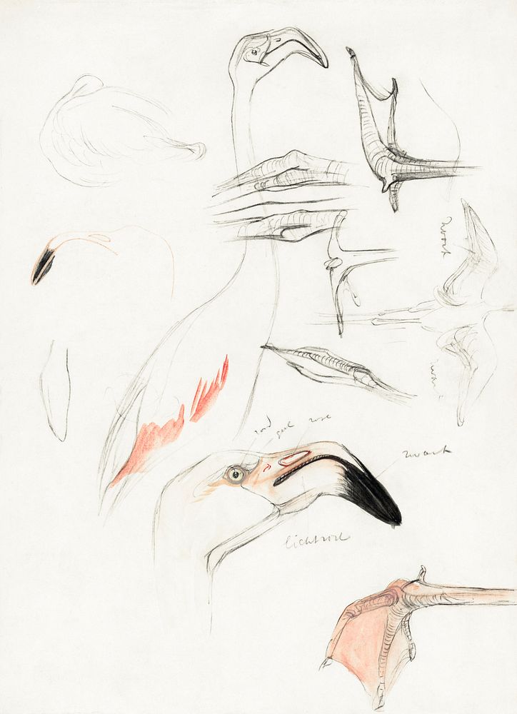 Studies van een flamingo (1873&ndash;1917) print in high resolution by Theo van Hoytema. Original from The Rijksmuseum.…