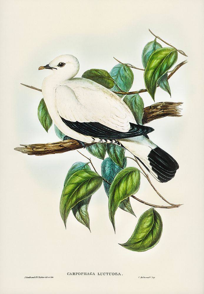 Torres Strait Fruit Pigeon (Carpophaga luctuosa) illustrated by Elizabeth Gould (1804&ndash;1841) for John Gould&rsquo;s…