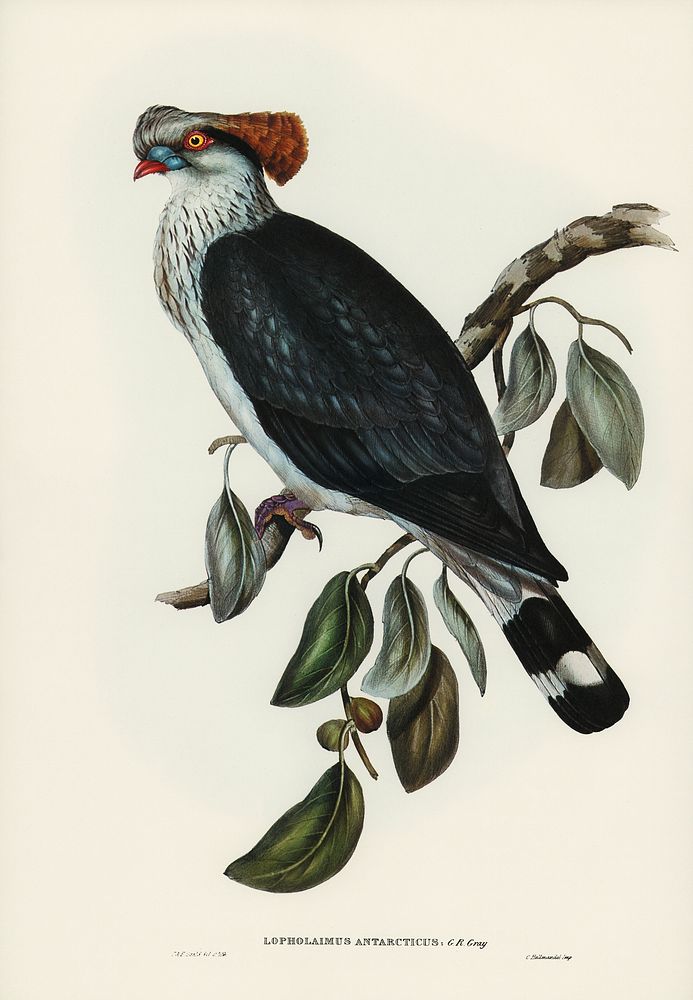 Top-Knot Pigeon (Lopholaimus Antarcticus) illustrated by Elizabeth Gould (1804&ndash;1841) for John Gould&rsquo;s (1804…