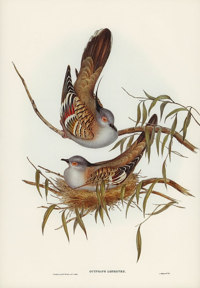 Crested Pigeon (Ocyphaps Lophotes) illustrated by Elizabeth Gould (1804&ndash;1841) for John Gould&rsquo;s (1804-1881) Birds…