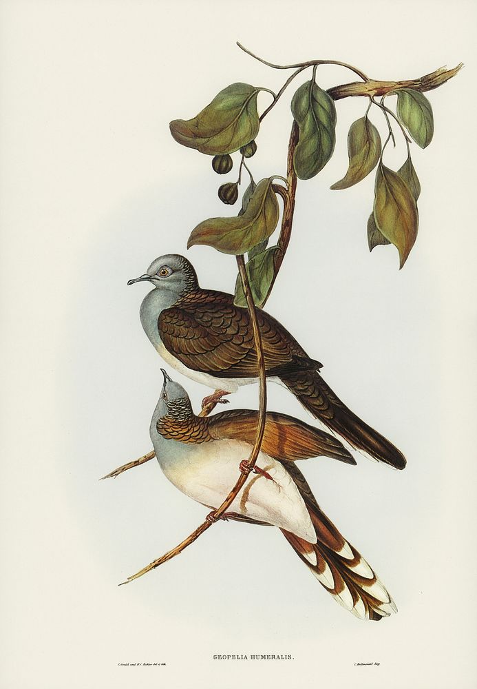 Barred-shouldered Ground Dove (Geopelia humeralis) illustrated by Elizabeth Gould (1804&ndash;1841) for John Gould&rsquo;s…