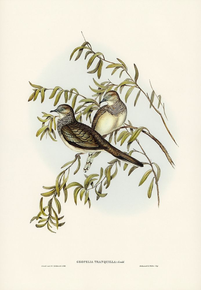 Peaceful Ground Dove (Geopelia tranquilla) illustrated by Elizabeth Gould (1804&ndash;1841) for John Gould&rsquo;s (1804…