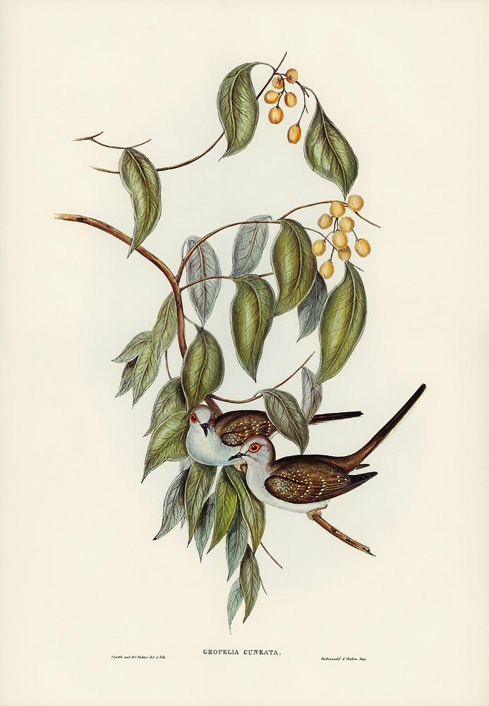 Greaceful Ground Dove (Geopelia cuneata) illustrated by Elizabeth Gould (1804&ndash;1841) for John Gould&rsquo;s (1804-1881)…