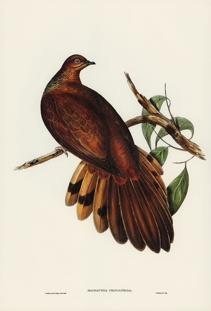 Pheasant-tailed Pigeon (Macropygia Phasianella) illustrated by Elizabeth Gould (1804&ndash;1841) for John Gould&rsquo;s…
