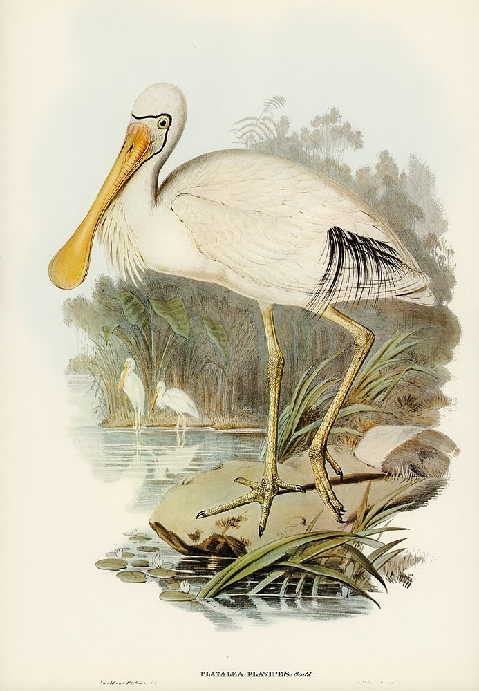 Yellow-legged Spoonbill (Platalea flavipes) illustrated by Elizabeth Gould (1804&ndash;1841) for John Gould&rsquo;s (1804…