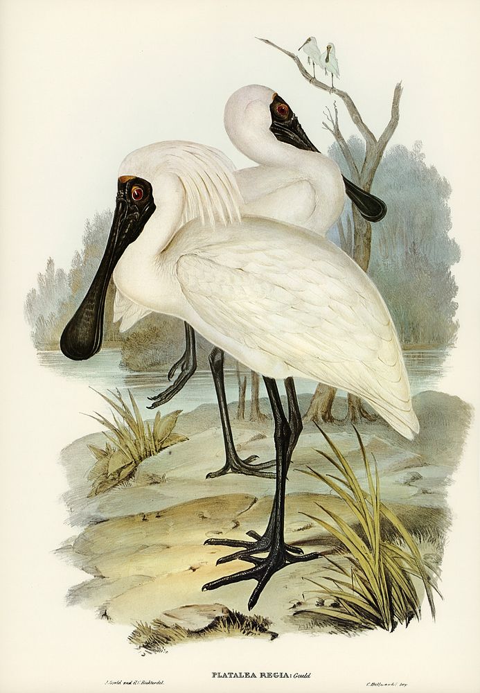 Royal spoonbill (platalea regia) illustrated by Elizabeth Gould (1804&ndash;1841) for John Gould&rsquo;s (1804-1881) Birds…