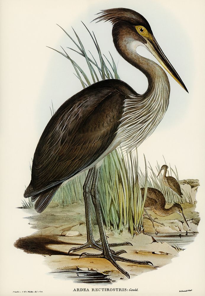Great-billed Heron (Ardea rectirostris) illustrated by Elizabeth Gould (1804&ndash;1841) for John Gould&rsquo;s (1804-1881)…