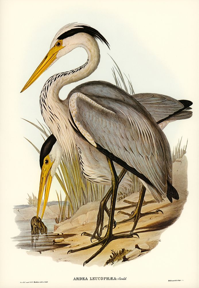 Great Grey Heron (Ardea leucophaea) illustrated by Elizabeth Gould (1804&ndash;1841) for John Gould&rsquo;s (1804-1881)…