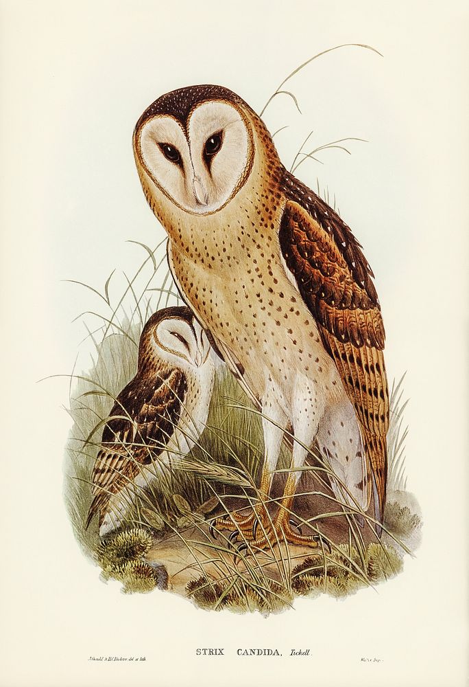 Grass-Owl (Strix candida) illustrated by Elizabeth Gould (1804&ndash;1841) for John Gould&rsquo;s (1804-1881) Birds of…