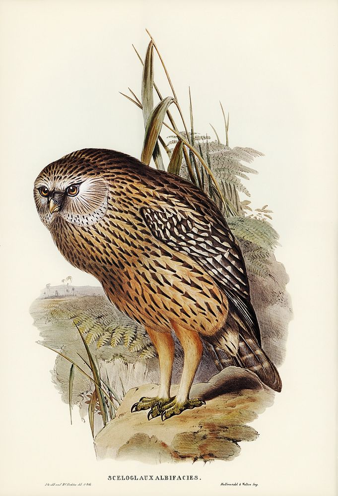 Wekau (Sceloglaux albifacies) illustrated by Elizabeth Gould (1804&ndash;1841) for John Gould&rsquo;s (1804-1881) Birds of…