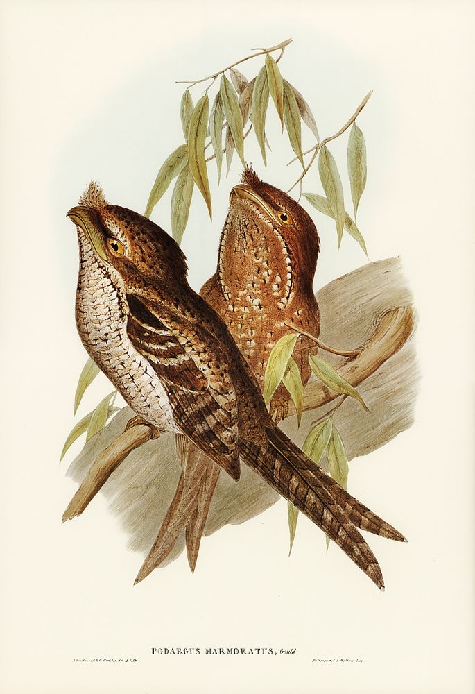 Marbled Podargus (Podargus marmoratus) illustrated by Elizabeth Gould (1804&ndash;1841) for John Gould&rsquo;s (1804-1881)…