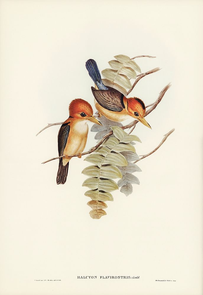 Yellow-billed Kingfisher (Halcyon flavirostris) illustrated by Elizabeth Gould (1804&ndash;1841) for John Gould&rsquo;s…