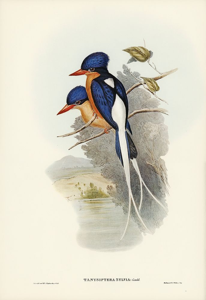 White-tailed Tanysiptera (Tanysiptera Sylvia) illustrated by Elizabeth Gould (1804&ndash;1841) for John Gould&rsquo;s (1804…