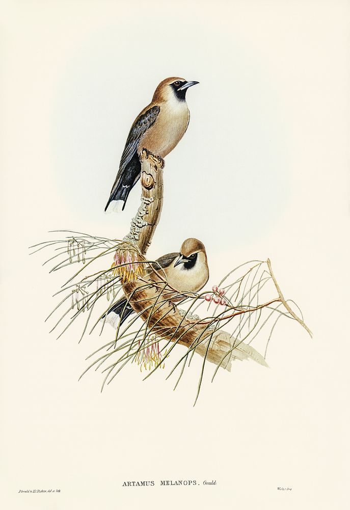 Black-faced Wood-Swallow (Artamus melanops) illustrated by Elizabeth Gould (1804&ndash;1841) for John Gould&rsquo;s (1804…