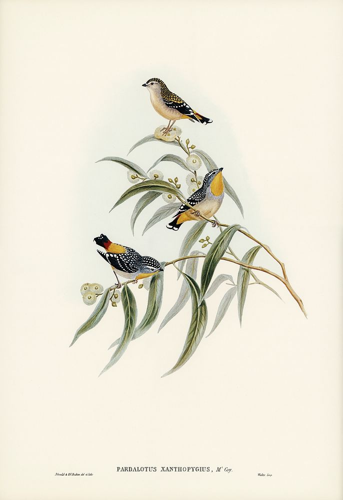 Yellow-rumped Pardalote (Pardalotus xanthopygius) illustrated by Elizabeth Gould (1804&ndash;1841) for John Gould&rsquo;s…